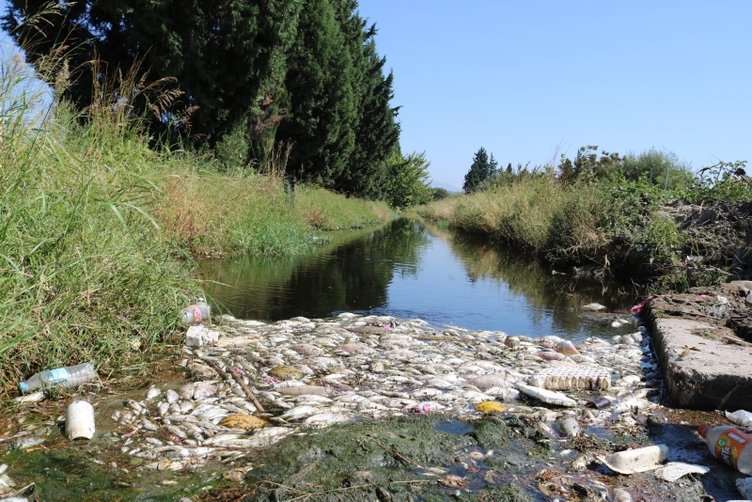 İzmir’de zehirli su paniği! Foça ve Menemen’de sulama kanalında balık ölümleri korkuttu
