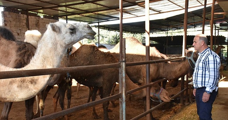 Aydın’dan deve sütü ihracatı için proje