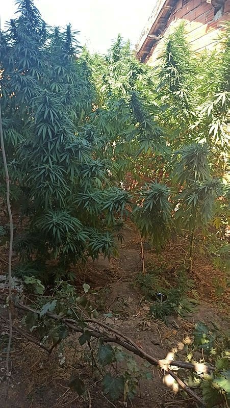 Çanakkale Biga’da uyuşturucu operasyonu