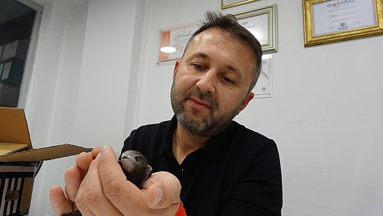 Nadir görülen ebabil kuşları bu iş yerine her yıl geliyor