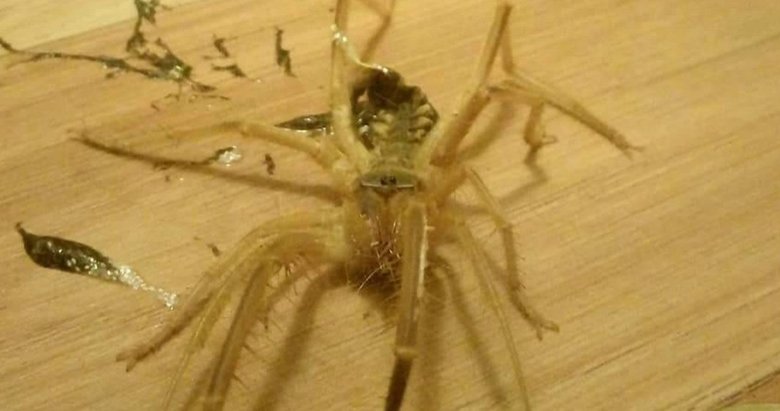 Bodrum’da etle beslenen Sarıkız örümceği görüldü