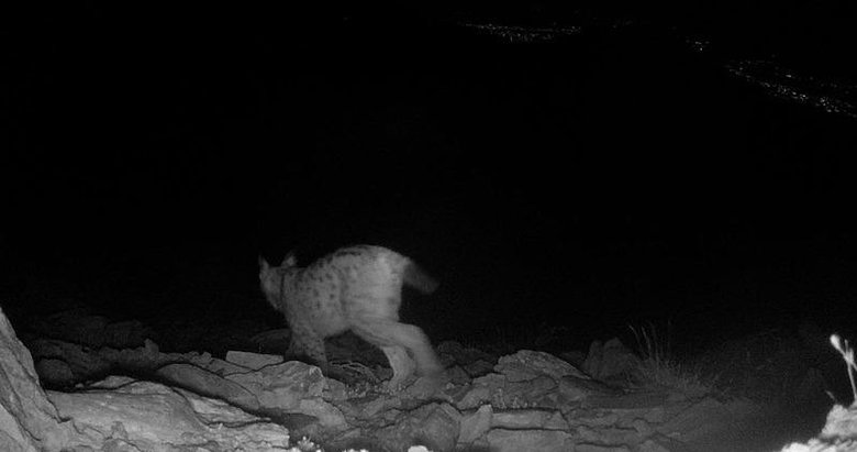 Görüntü Denizli’den! Fotokapana yakalandı