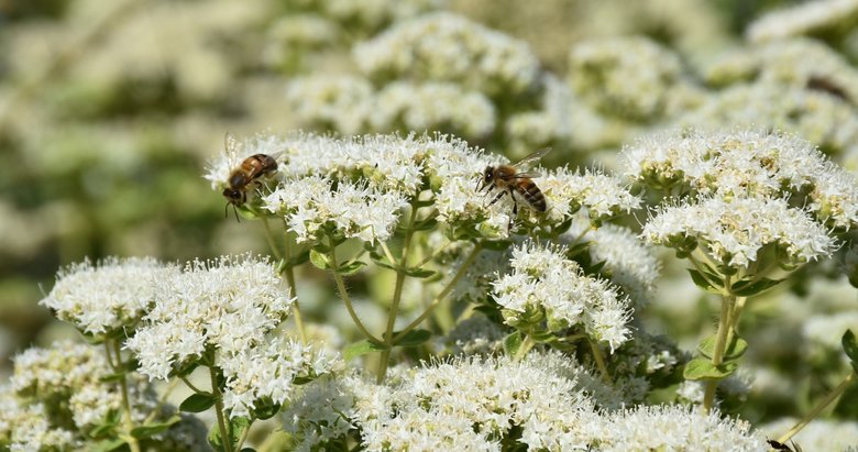 Endemik türlerden Muğla ekonomisine 62 milyon TL katkı