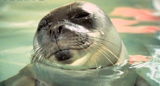 Fokların yuvasına iskele kurdular!