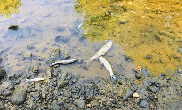 Çanakkale Küçük Çay deresinde balık ölümleri yaşanıyor