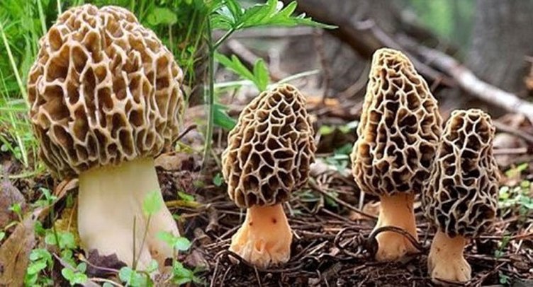 Kuzugöbeği nedir? Kuzugöbeğinin faydaları nelerdir?