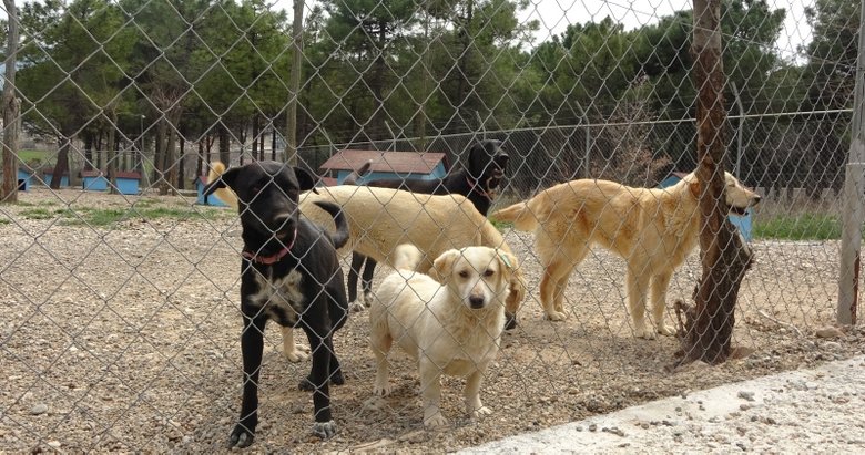Çanakkale’de belediye barınağında vahşet! Hayvanlar açlıktan birbirini parçaladı