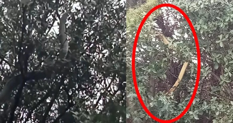 Çanakkale’de dev yılan: Yolun ortasında 8 metrelik yılanı görünce şoke oldular!