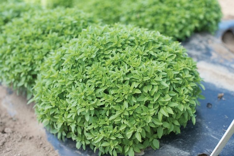 Sivrisinekler artık size yaklaşamayacak! Bu doğal yöntemleri deneyin