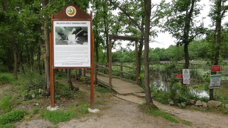 Bu çiçeği koparmak cep yakıyor! Tam tamına 387 bin 141 TL cezası var