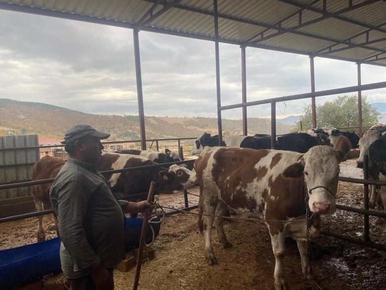 Manisa’daki firari inek, 42 günlük kovalamacanın ardından Denizli’de yakalandı