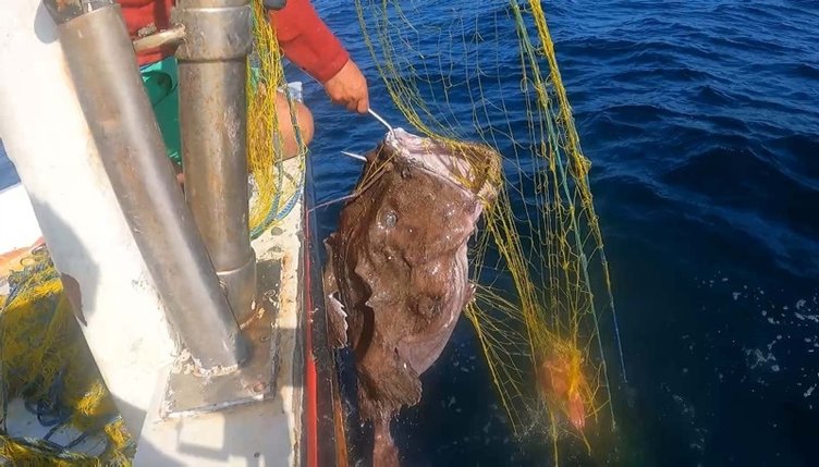 Çanakkale’de ağlara takılan devasa balık dikkat çekti! Böylesi görülmedi