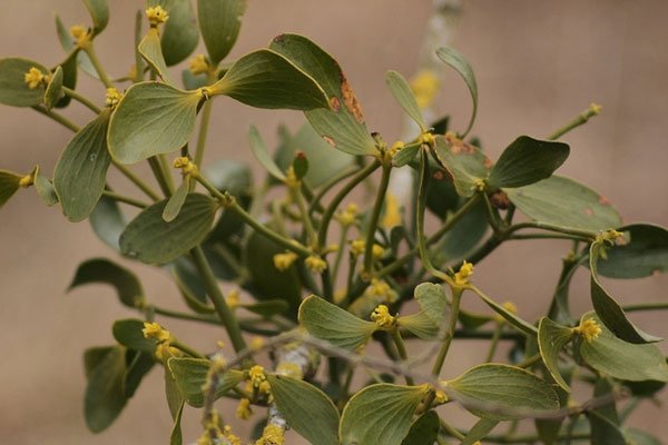 Ökse otu faydaları nelerdir, ne işe yarar?