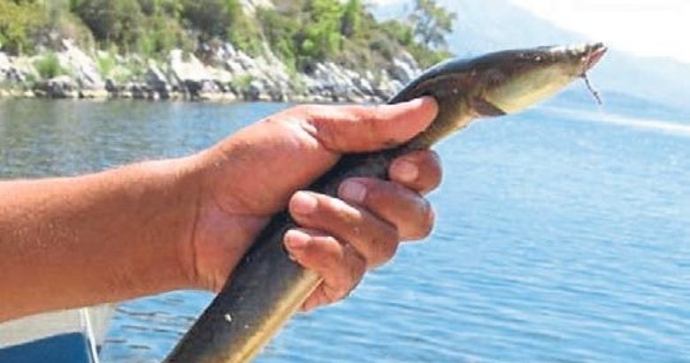 Göçmen yılan balıkları şifa kaynağı