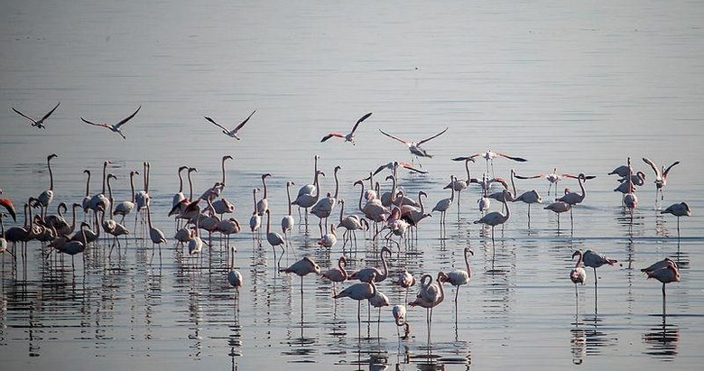 İzmir’de sulak alanlardaki kış kuşu sayısında artış gözleniyor