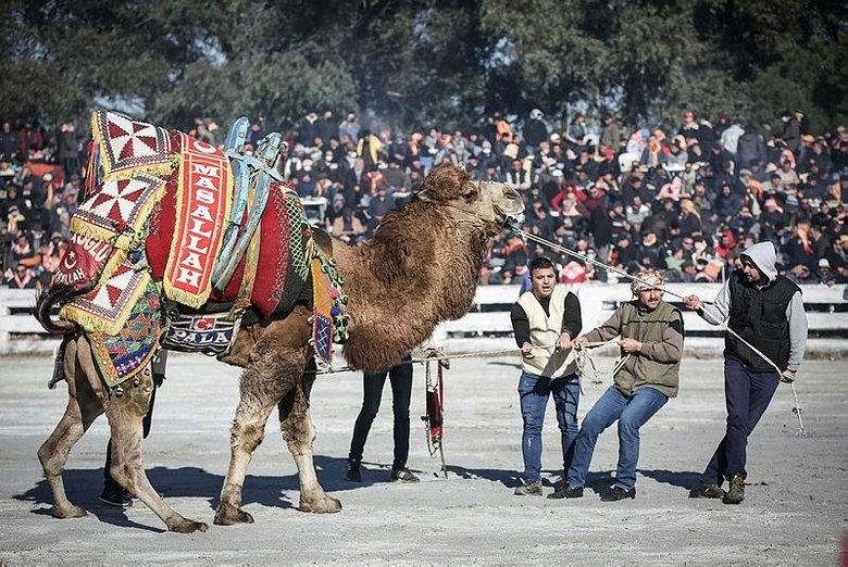 İzmir’den renkli görüntüler! 40. Selçuk Efes Deve Güreşi Festivali, 162 devenin katılımıyla yapıldı