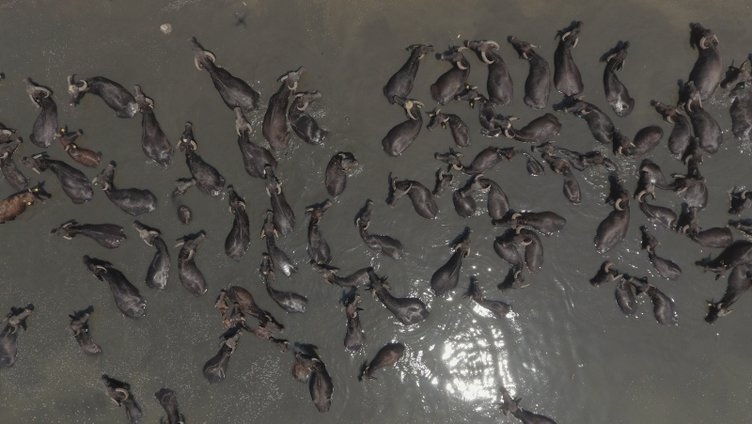 Balıkesir’de sıcak havaya dayanamayan manda sürüsü su kanalında serinliyor