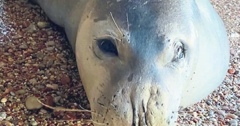 Akdeniz foku koruma altında