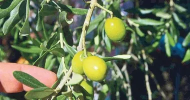 Sezonun ilk zeytin hasadı yapıldı