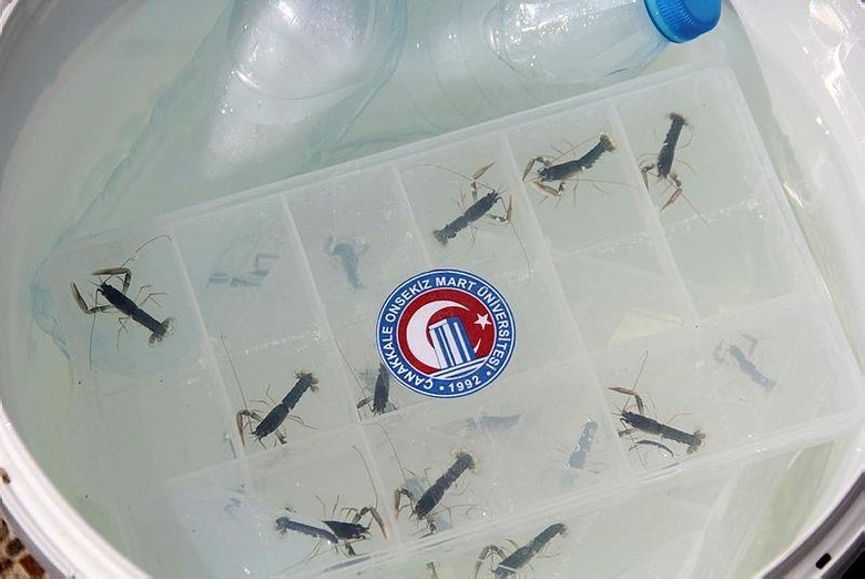 150 yavru Çanakkale’ye bırakıldı! Türkiye’de bir ilk oldu