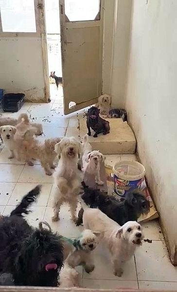 İzmir'de eziyet evi: Ekipler 47 köpeği kurtardı