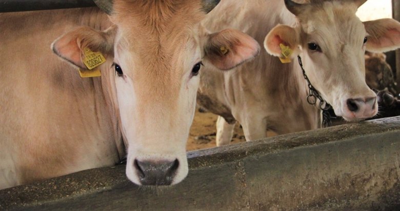Kurban etinden koronavirüs bulaşır mı? Uzman isimden önemli uyarı
