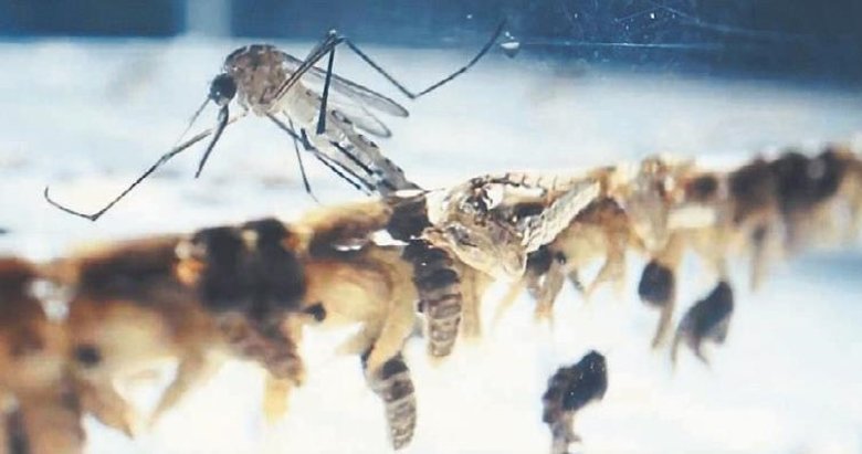 Bill Gates’in sivrisinek paylaşımı panik yarattı