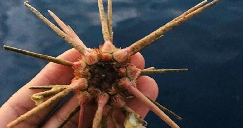 100 metre derinlikte oltasına ender rastlanan deniz kestanesi takıldı