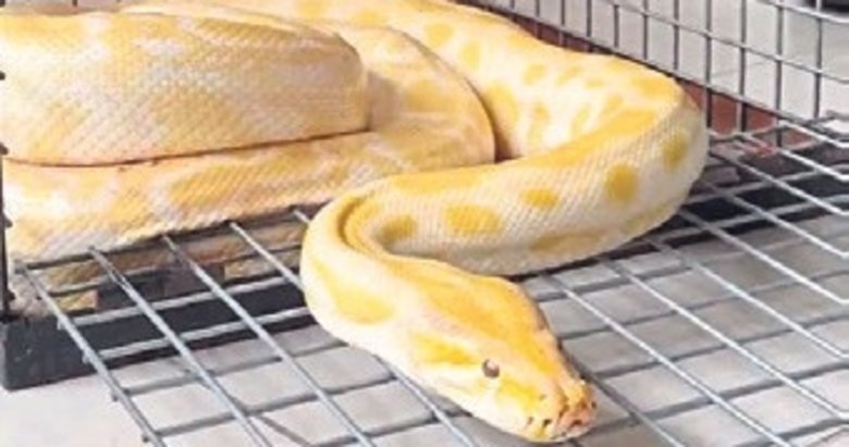 Gösteride kullanılan piton koruma altına alındı