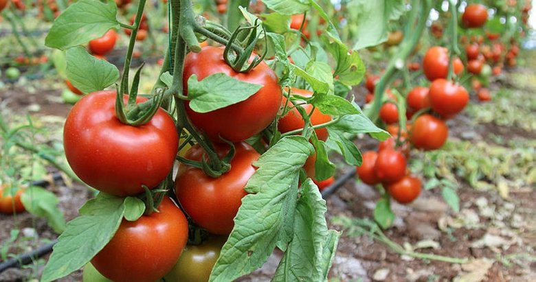 Rusya’ya domates satışında yeni dönem