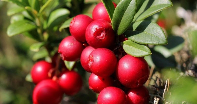 Bu meyveyi yiyen antibiyotik kullanmıyor