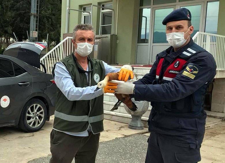 Denizli’de jandarmanın bulduğu yaralı angut kuşu tedavi altına alındı