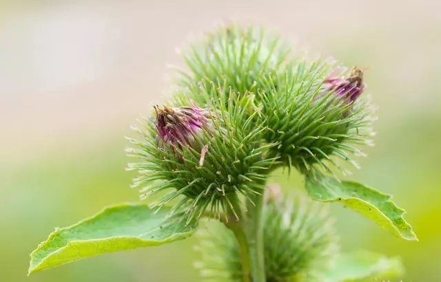 Dulavrat otu ne işe yarar? Dulavrat otunun faydaları nelerdir?