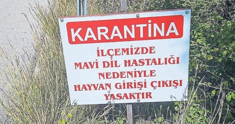 Datça’da mavi dil hastalığı karantinası