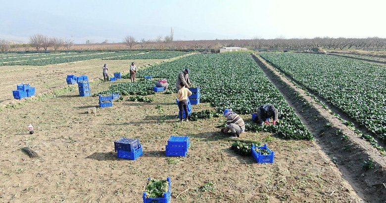 İzmir’de ıspanak hasadı sürüyor! Ispanak fiyatları geçtiğimiz yıla göre daha ucuz