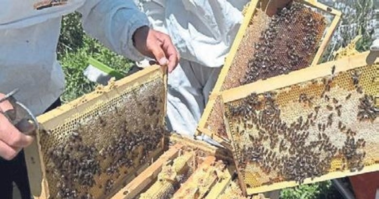 Coğrafi işaretli çiçek balının hasadı başladı