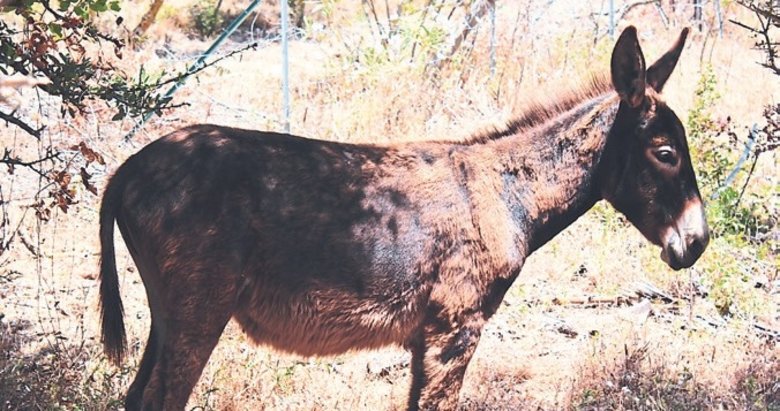 Vukuatlı eşek, 5 yaşındaki çocuğa kabusu yaşattı