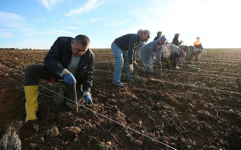 Troya’nın ziyaretçilerini lavanta tarlaları karşılayacak