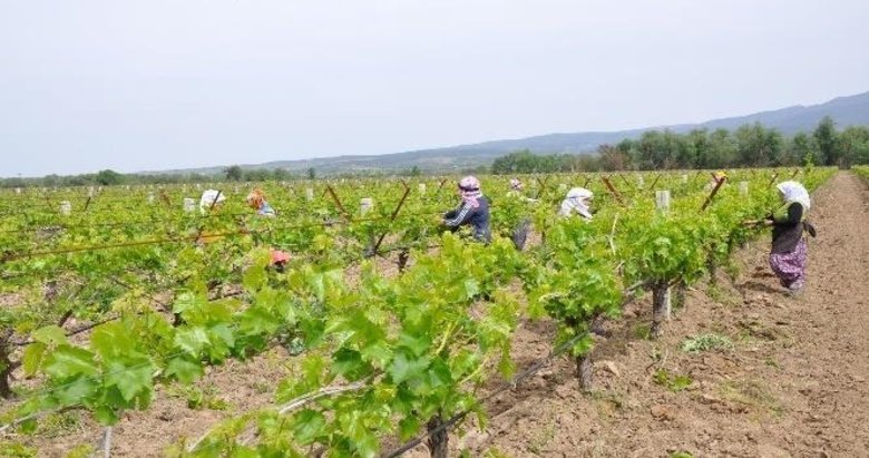 Kalıntısız asma yaprağı için bağcılar ve tüccarlara uyarı