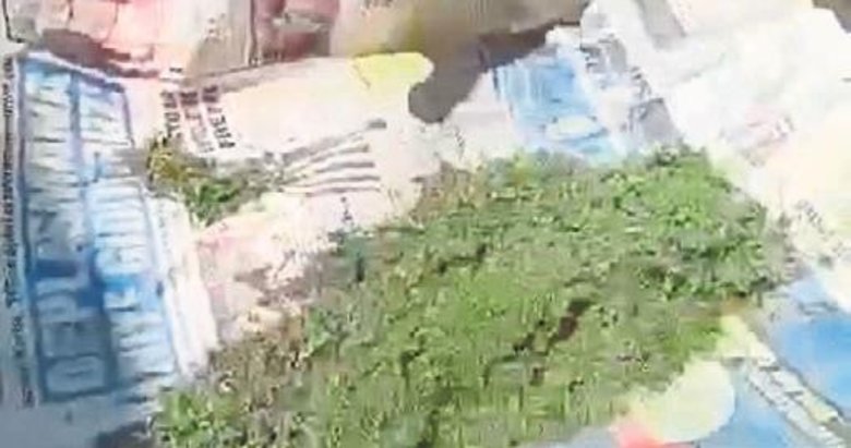 Bahçede esrar yetiştiren torbacı yakayı ele verdi