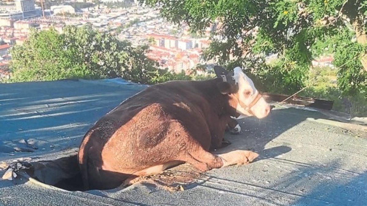 Evin çatısına inek düştü