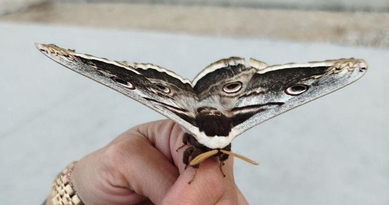 Kütahya’da şaşkına çeviren kelebek: İlk defa böyle bir şey gördüm